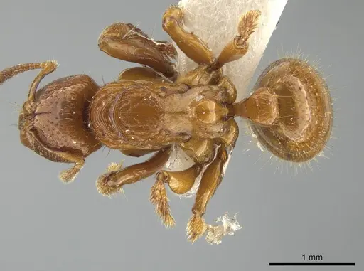 Centromyrmex feae - ZRC