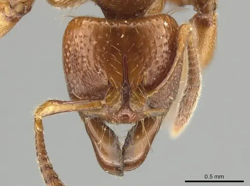 Centromyrmex feae - ZRC