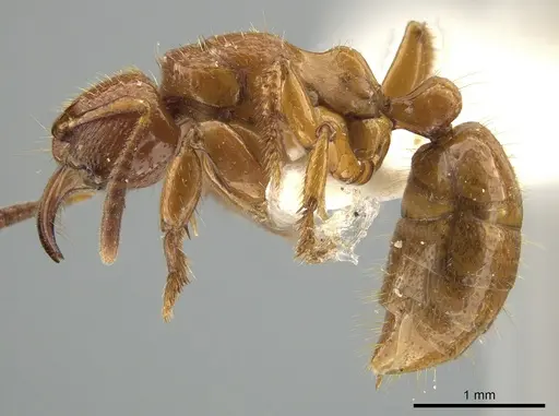 Centromyrmex feae - ZRC
