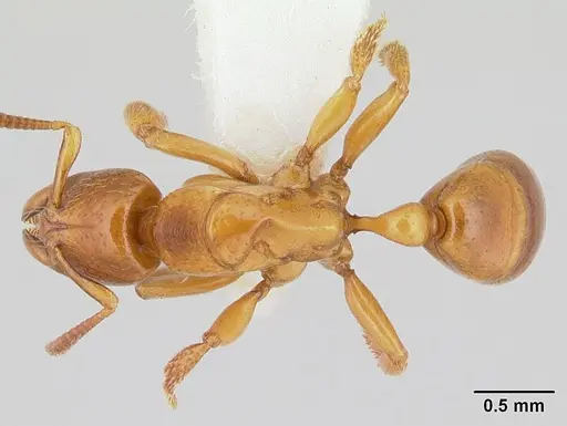 Centromyrmex fugator specimen