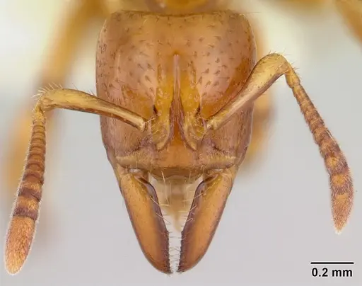 Centromyrmex fugator specimen