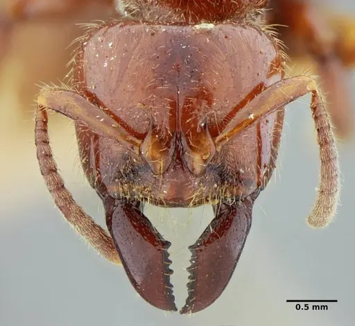 Centromyrmex gigas specimen