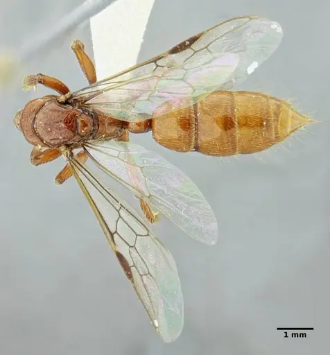 Centromyrmex gigas - ANTWEB1032021