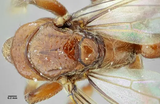 Centromyrmex gigas - ANTWEB1032021