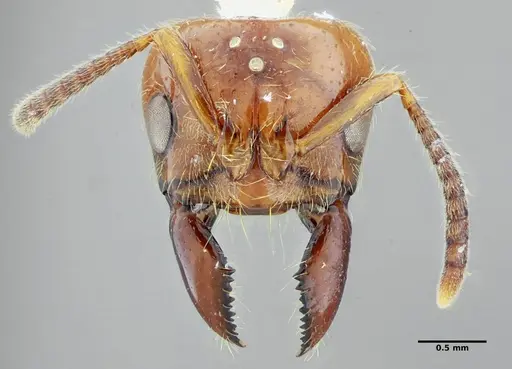 Centromyrmex gigas - ANTWEB1032021