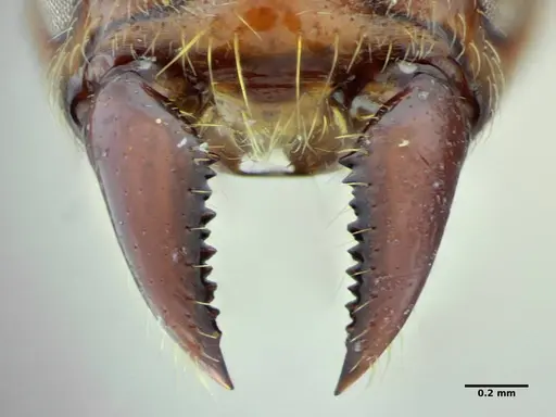Centromyrmex gigas - ANTWEB1032021