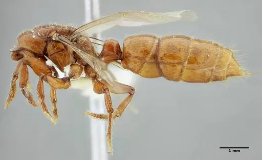 Centromyrmex gigas - ANTWEB1032021