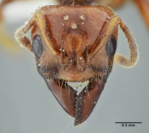 Centromyrmex gigas - ANTWEB1032025