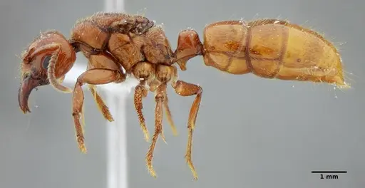 Centromyrmex gigas - ANTWEB1032025