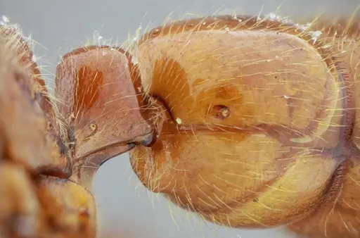 Centromyrmex gigas - ANTWEB1032025