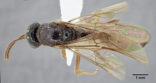 Centromyrmex gigas - ANTWEB1032044