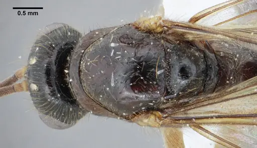 Centromyrmex gigas - ANTWEB1032044