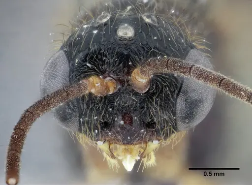 Centromyrmex gigas - ANTWEB1032044