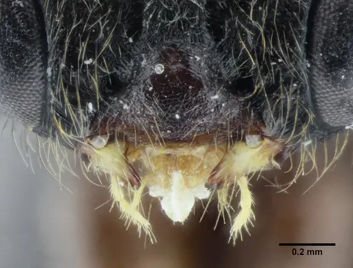 Centromyrmex gigas - ANTWEB1032044