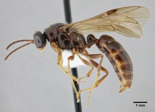 Centromyrmex gigas - ANTWEB1032044