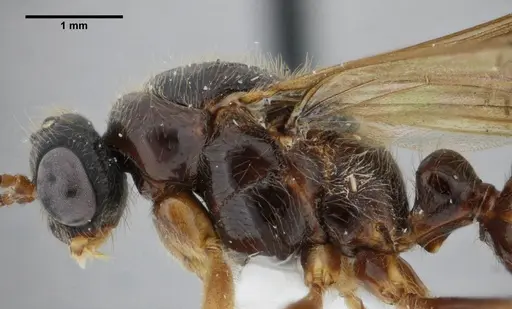 Centromyrmex gigas - ANTWEB1032044