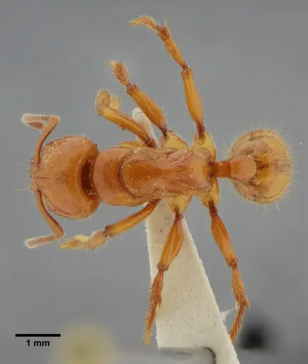 Centromyrmex gigas - ANTWEB1032070