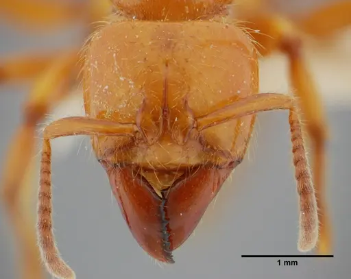 Centromyrmex gigas - ANTWEB1032070
