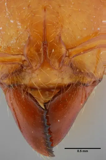 Centromyrmex gigas - ANTWEB1032070