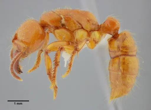 Centromyrmex gigas - ANTWEB1032070