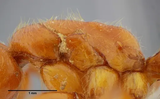Centromyrmex gigas - ANTWEB1032070