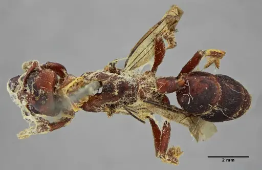 Centromyrmex gigas - ANTWEB1032083
