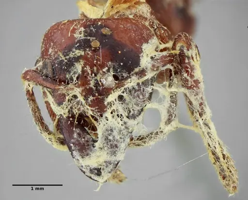 Centromyrmex gigas - ANTWEB1032083