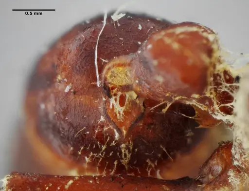 Centromyrmex gigas - ANTWEB1032083