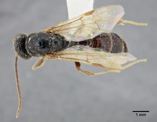 Centromyrmex gigas - ANTWEB1032463