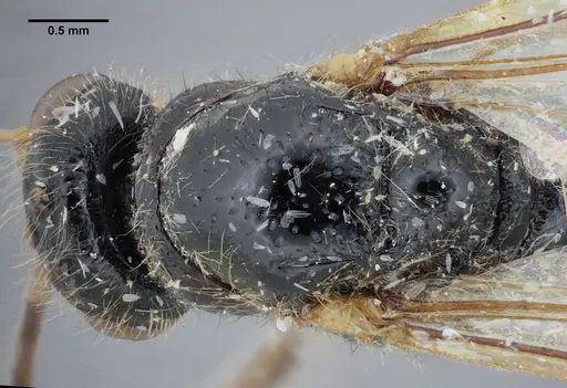 Centromyrmex gigas - ANTWEB1032463