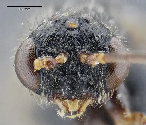 Centromyrmex gigas - ANTWEB1032463