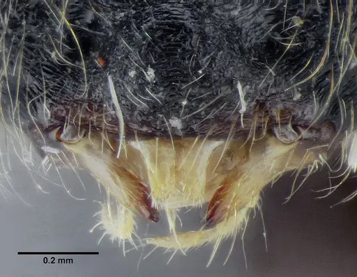 Centromyrmex gigas - ANTWEB1032463