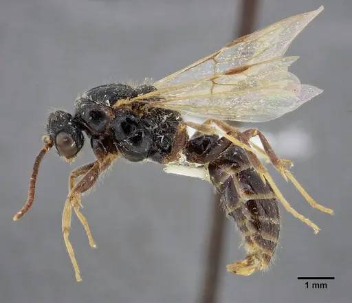 Centromyrmex gigas - ANTWEB1032463