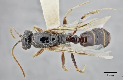Centromyrmex gigas - ANTWEB1032464