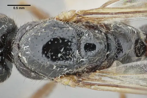 Centromyrmex gigas - ANTWEB1032464