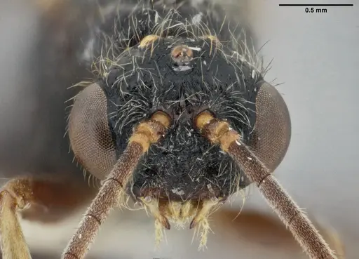 Centromyrmex gigas - ANTWEB1032464