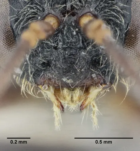 Centromyrmex gigas - ANTWEB1032464