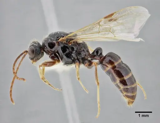 Centromyrmex gigas - ANTWEB1032464