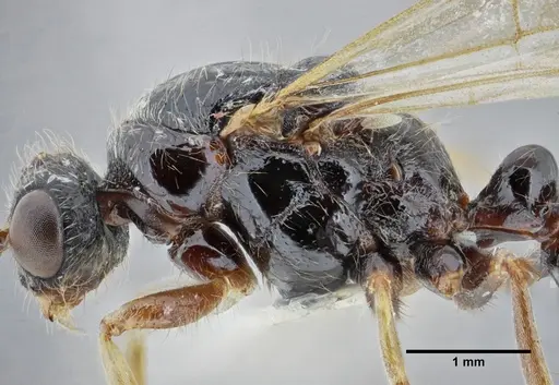 Centromyrmex gigas - ANTWEB1032464