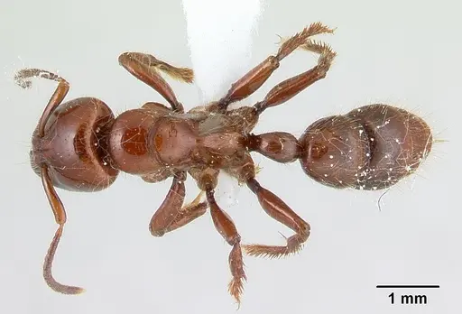 Centromyrmex gigas - CASENT0179476