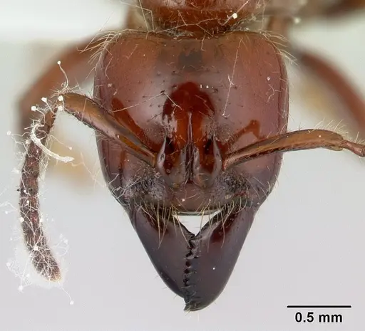 Centromyrmex gigas - CASENT0179476