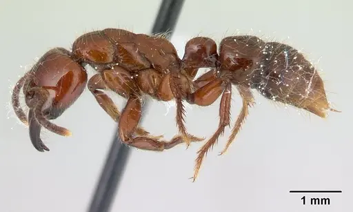 Centromyrmex gigas - CASENT0179476