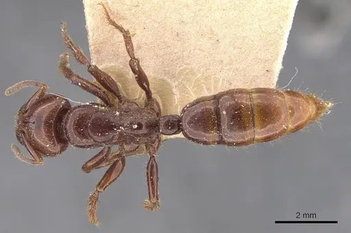 Centromyrmex gigas - CASENT0907212