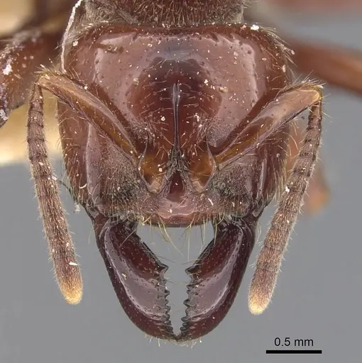 Centromyrmex gigas - CASENT0907212