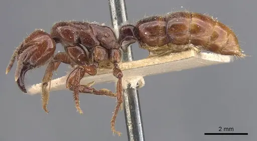 Centromyrmex gigas - CASENT0907212
