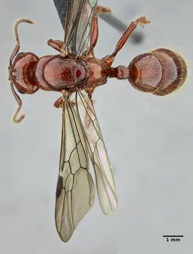 Centromyrmex gigas - UFV-LABECOL-007302