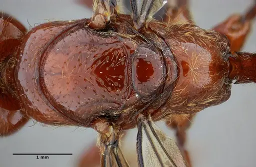 Centromyrmex gigas - UFV-LABECOL-007302