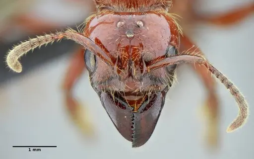 Centromyrmex gigas - UFV-LABECOL-007302