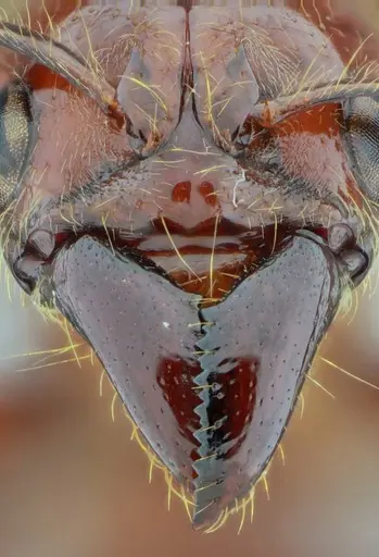 Centromyrmex gigas - UFV-LABECOL-007302