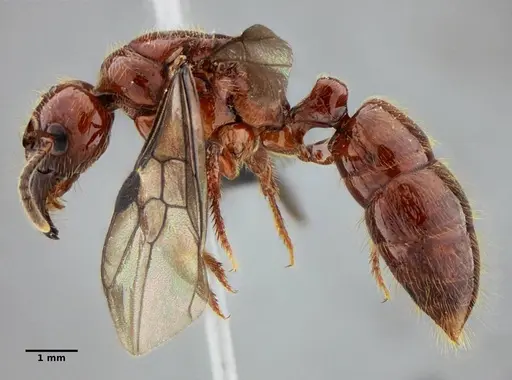 Centromyrmex gigas - UFV-LABECOL-007302